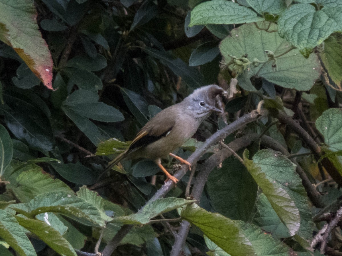 Stripe-throated Yuhina - ML627643777