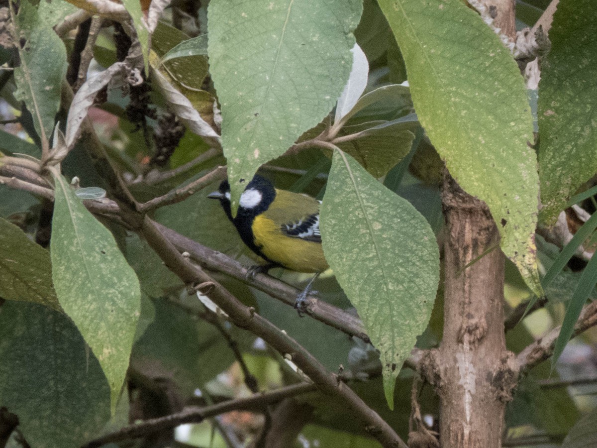 Green-backed Tit - ML627643783