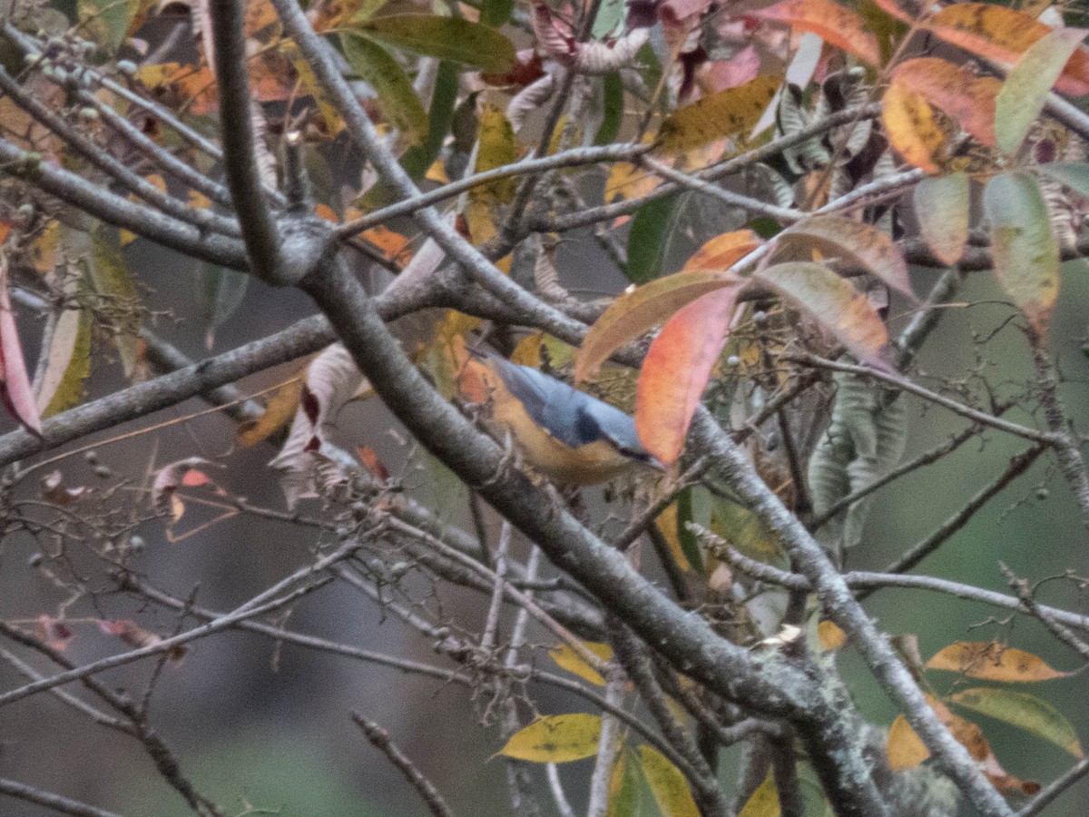 White-tailed Nuthatch - ML627643790