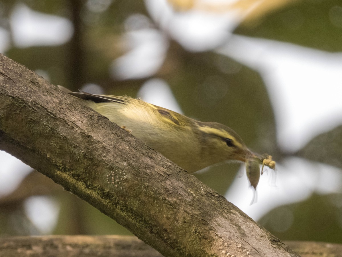 Blyth's Leaf Warbler - ML627643851