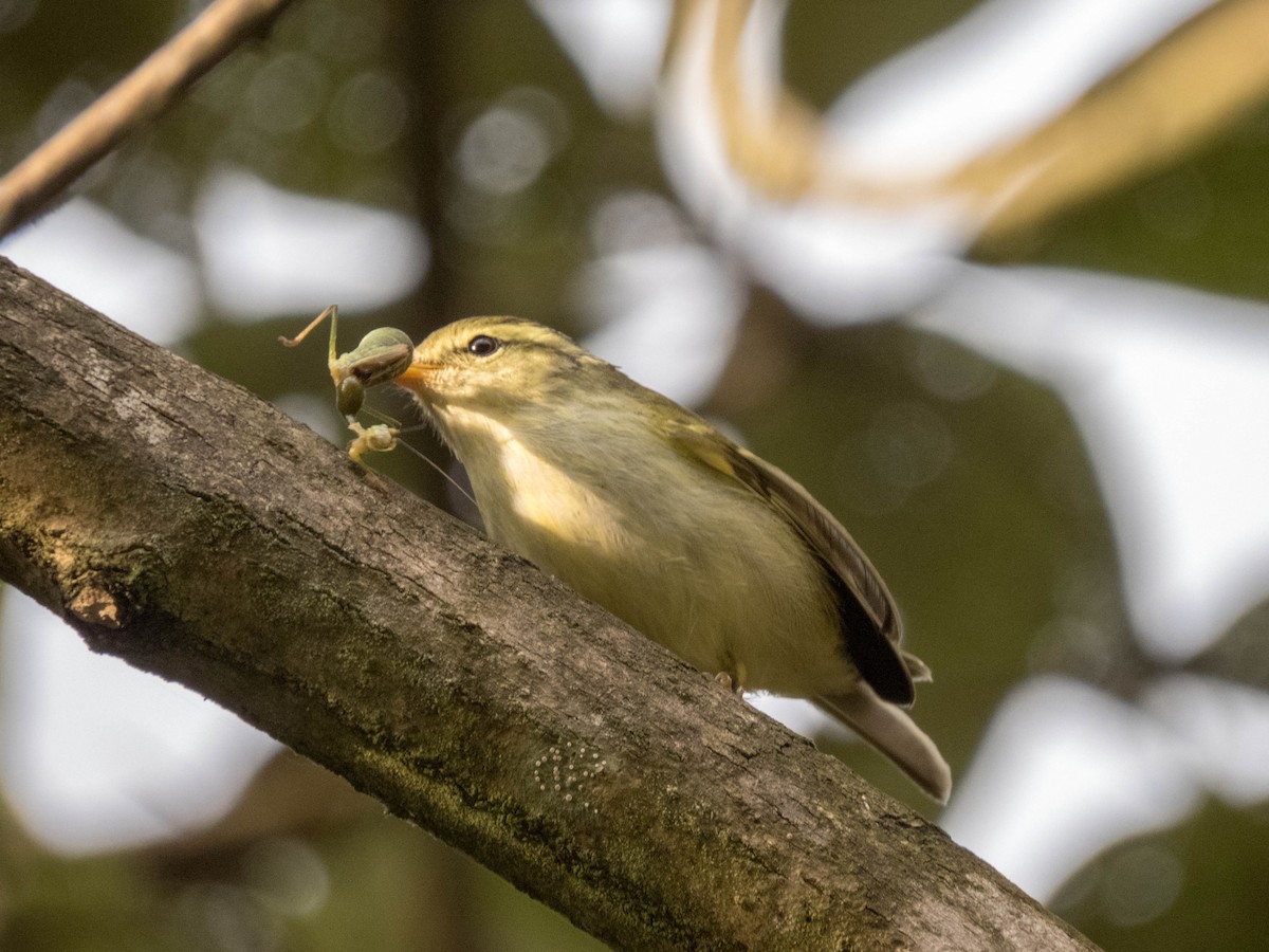 Blyth's Leaf Warbler - ML627643852