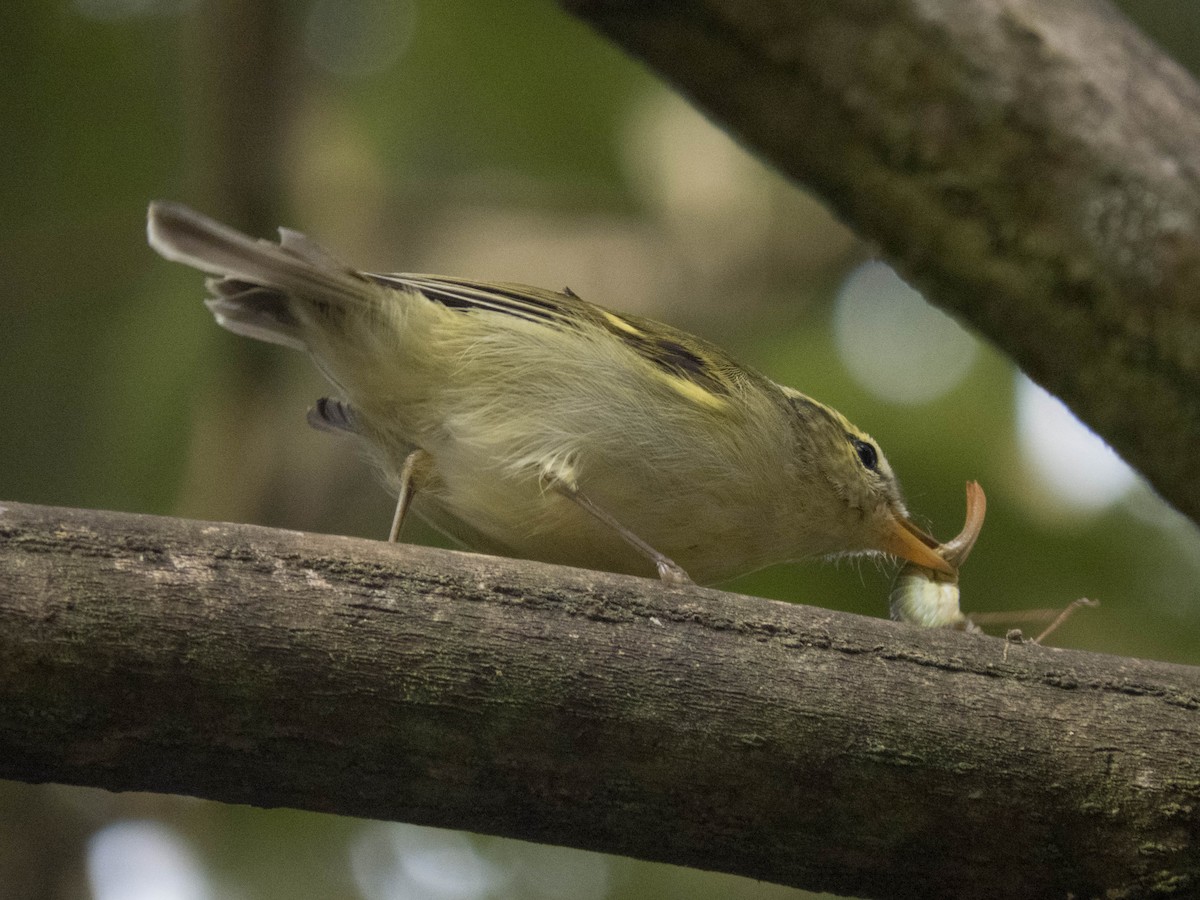 Blyth's Leaf Warbler - ML627643853