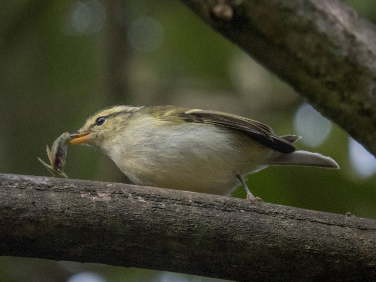 Blyth's Leaf Warbler - ML627643854