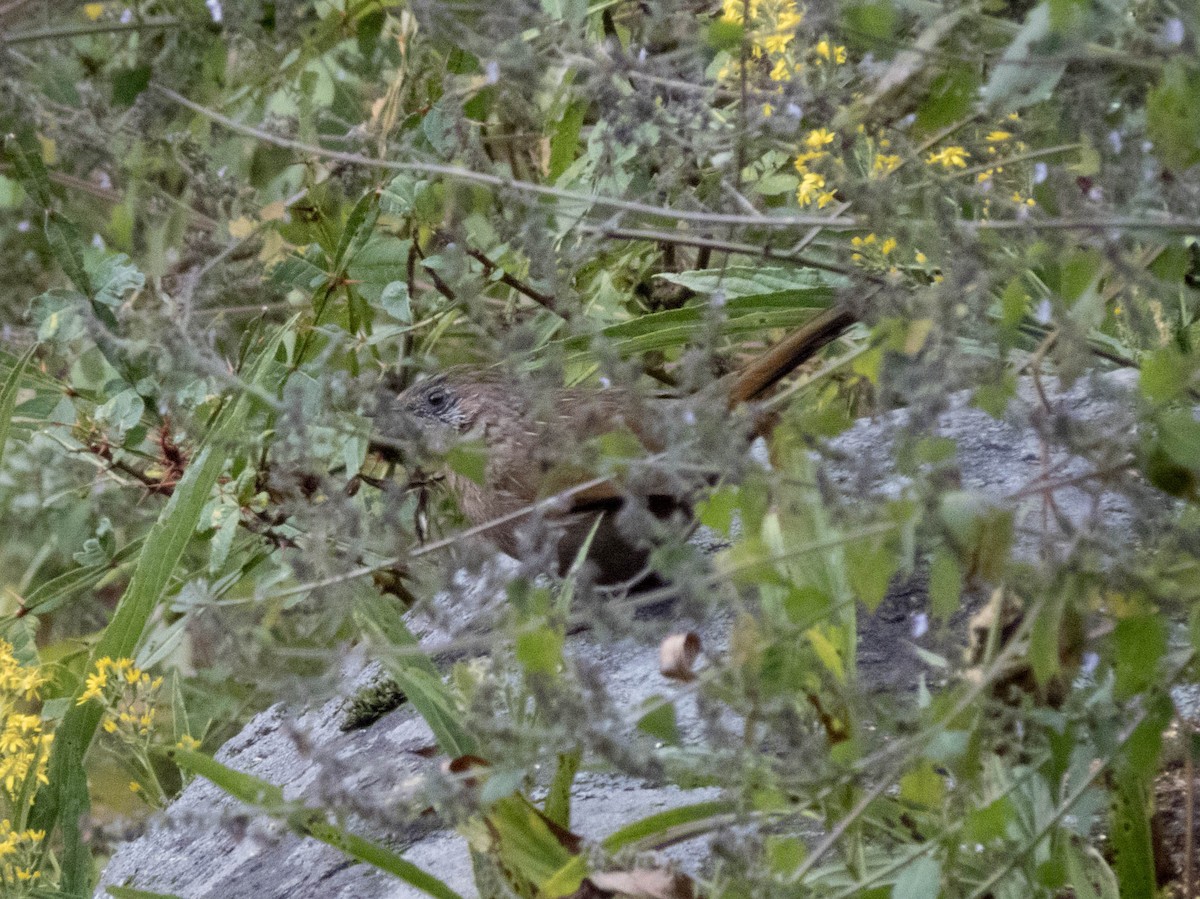 Streaked Laughingthrush - ML627643867