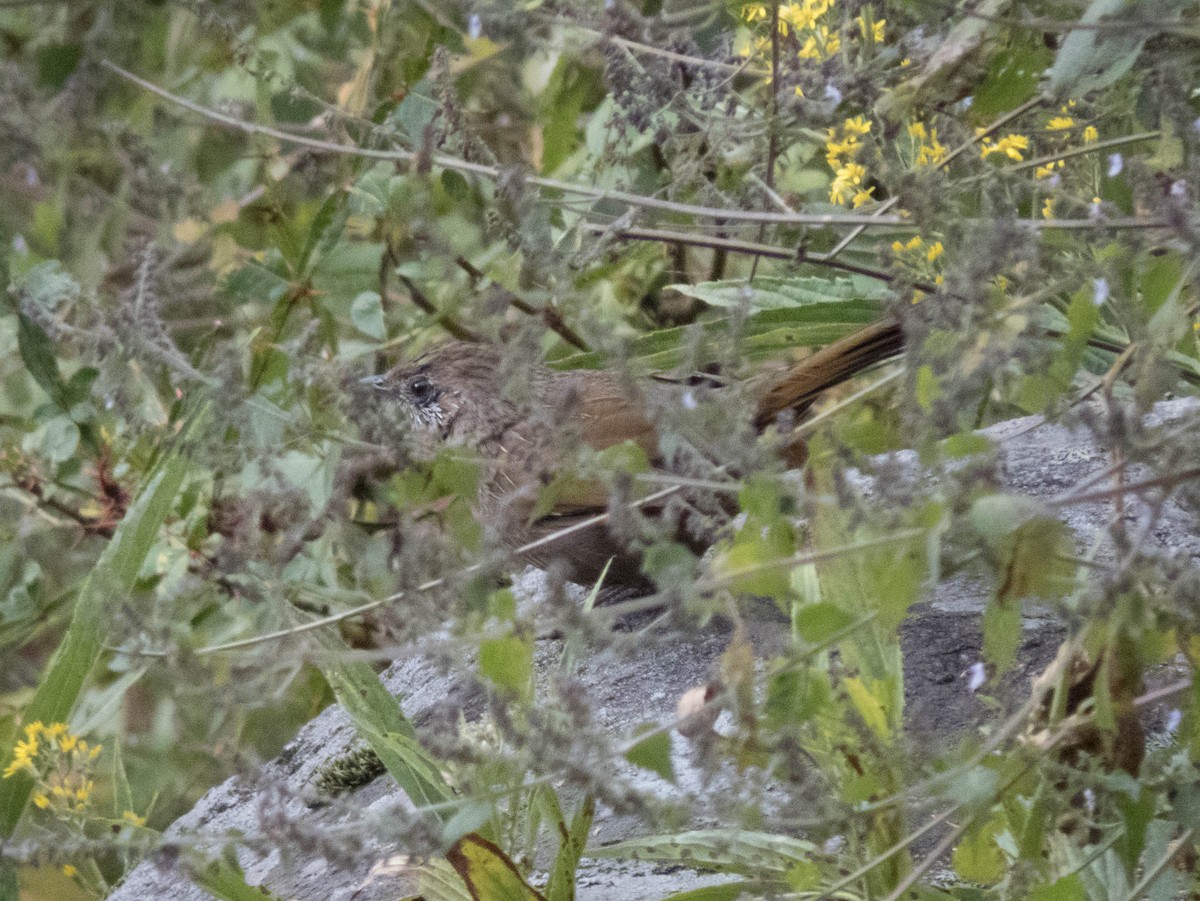 Streaked Laughingthrush - ML627643868