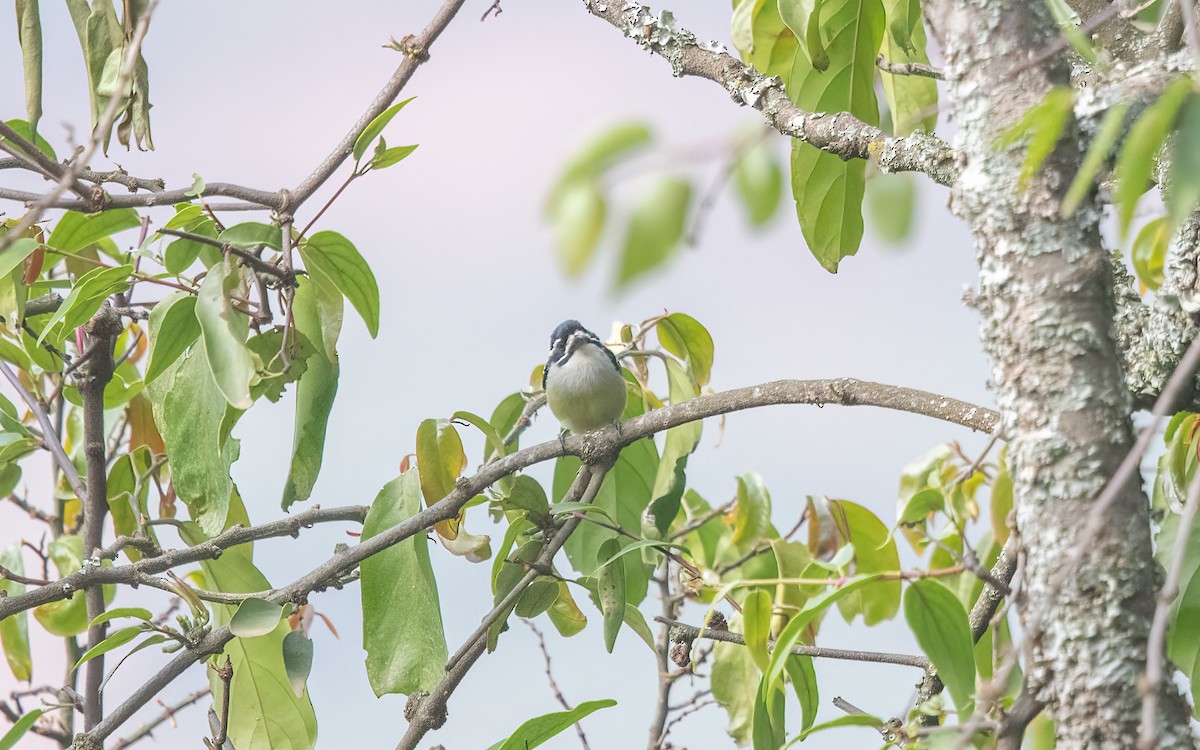 Yellow-rumped Tinkerbird - ML627644023