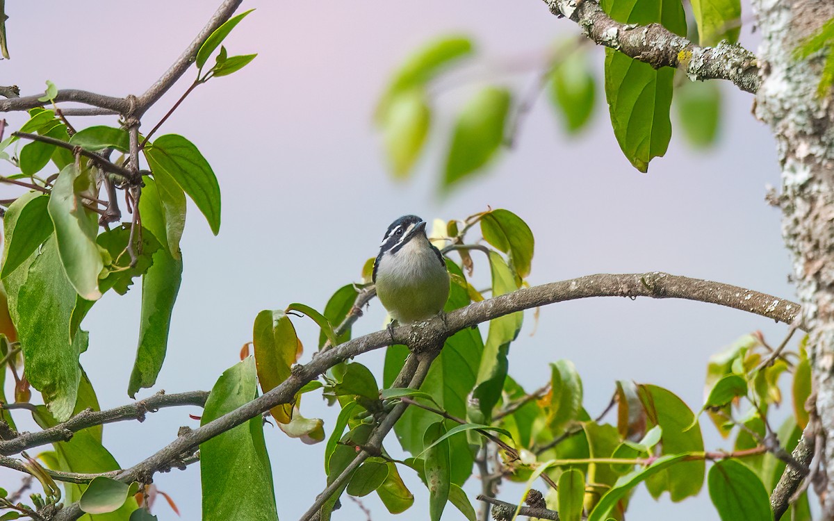 Yellow-rumped Tinkerbird - ML627644024