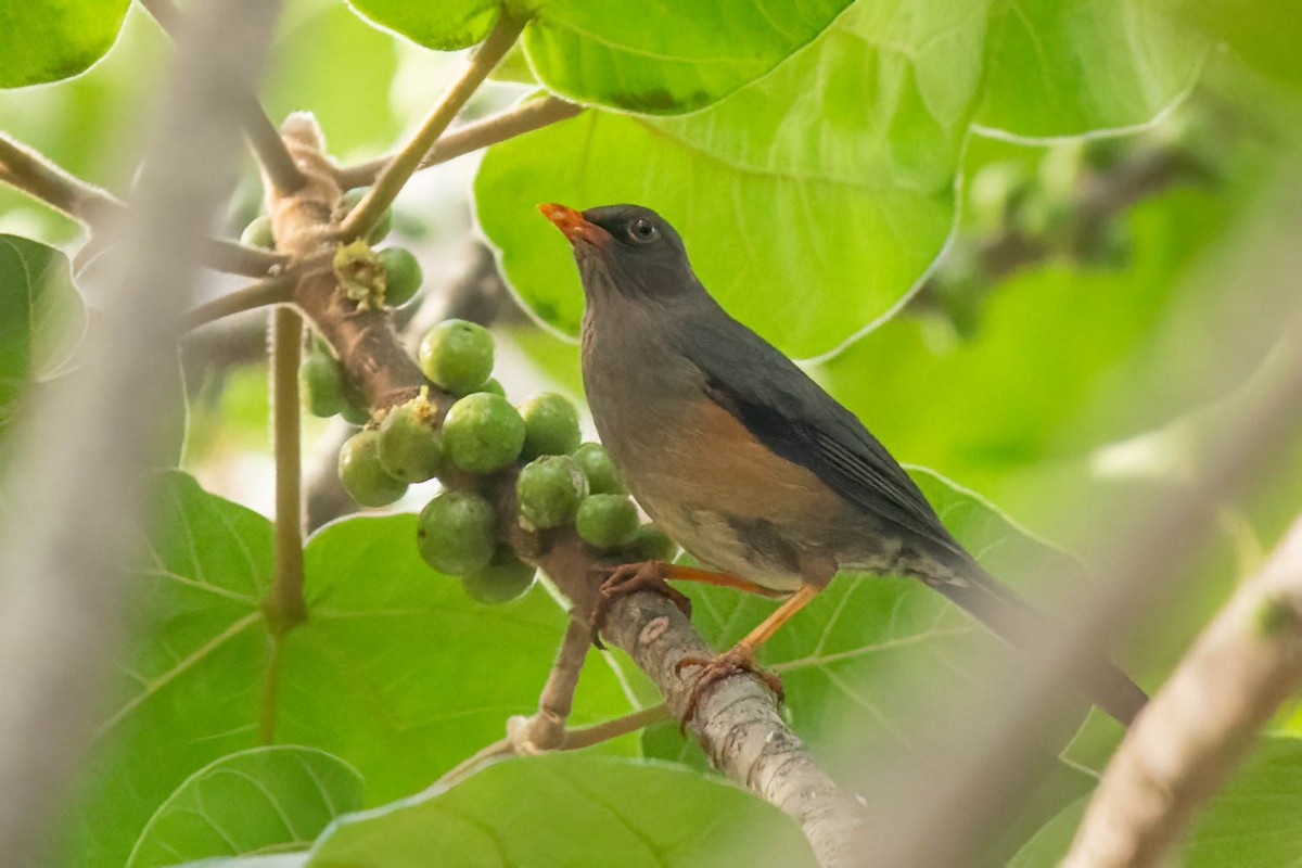 Abyssinian Thrush - ML627644112