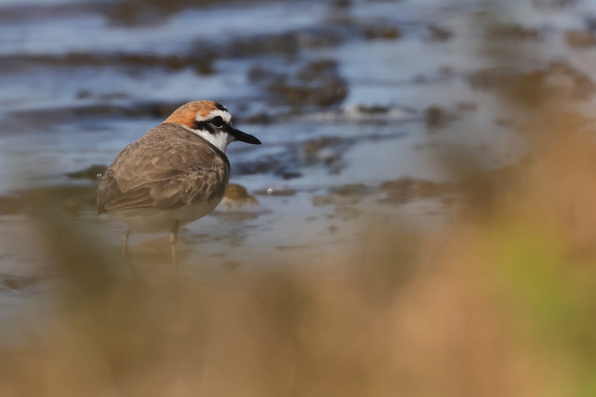 Kentish Plover (Kentish) - ML627644262