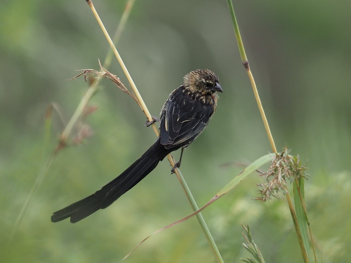 Red-cowled Widowbird - ML627644283