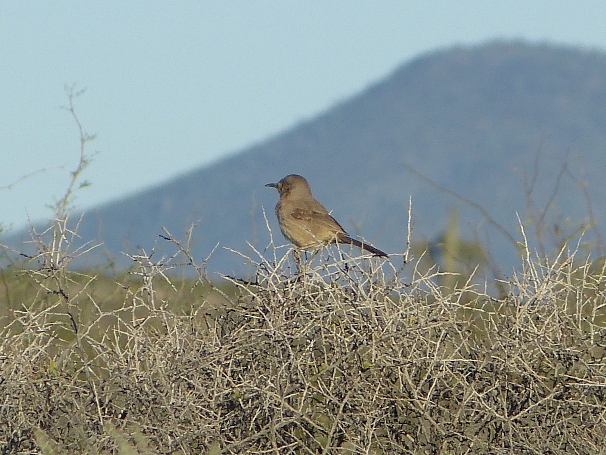 Bendire's Thrasher - ML627644378