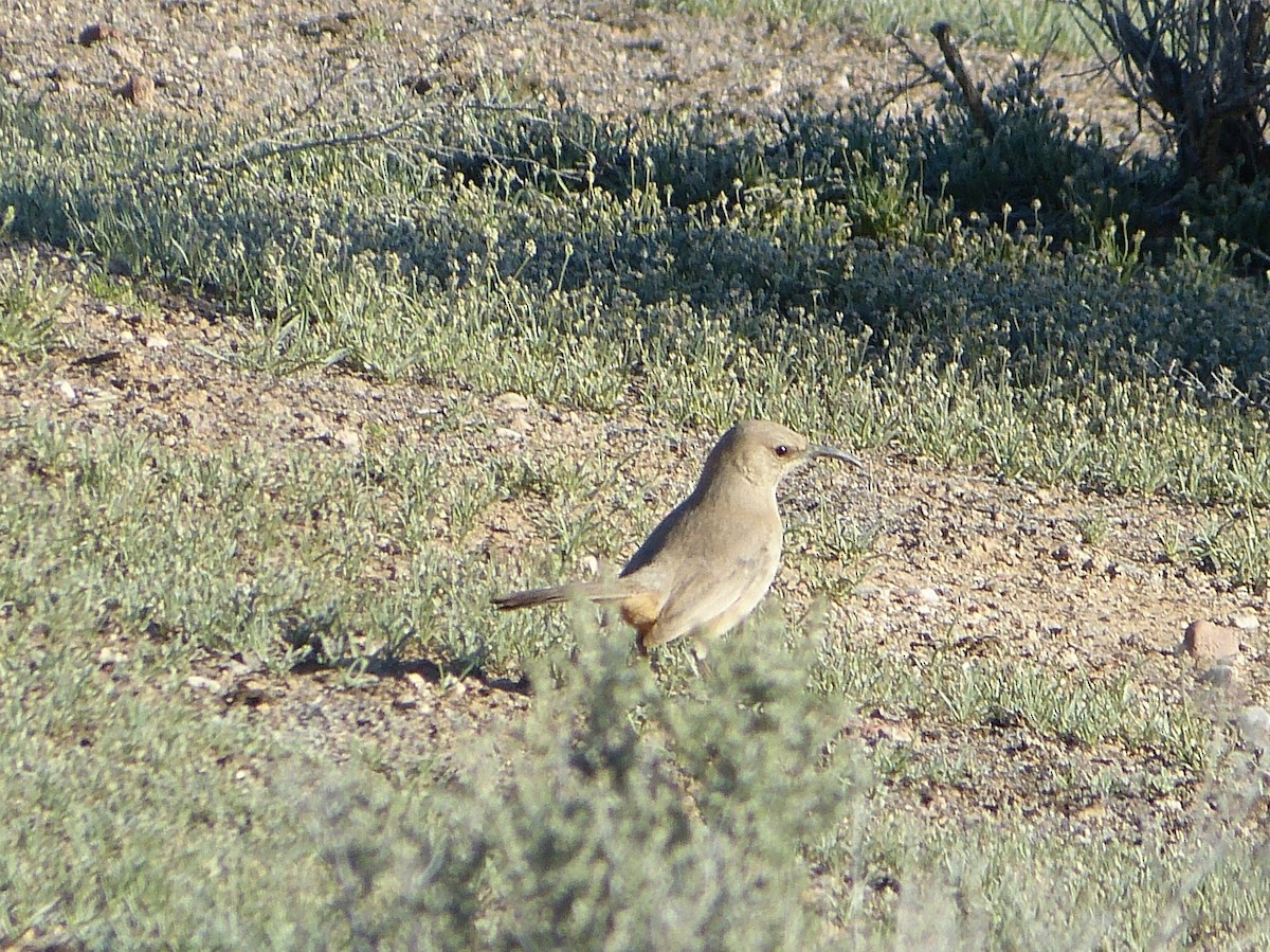 LeConte's Thrasher - ML627644381