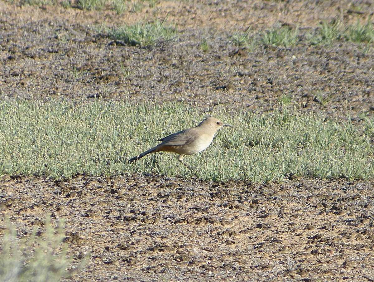 LeConte's Thrasher - ML627644382