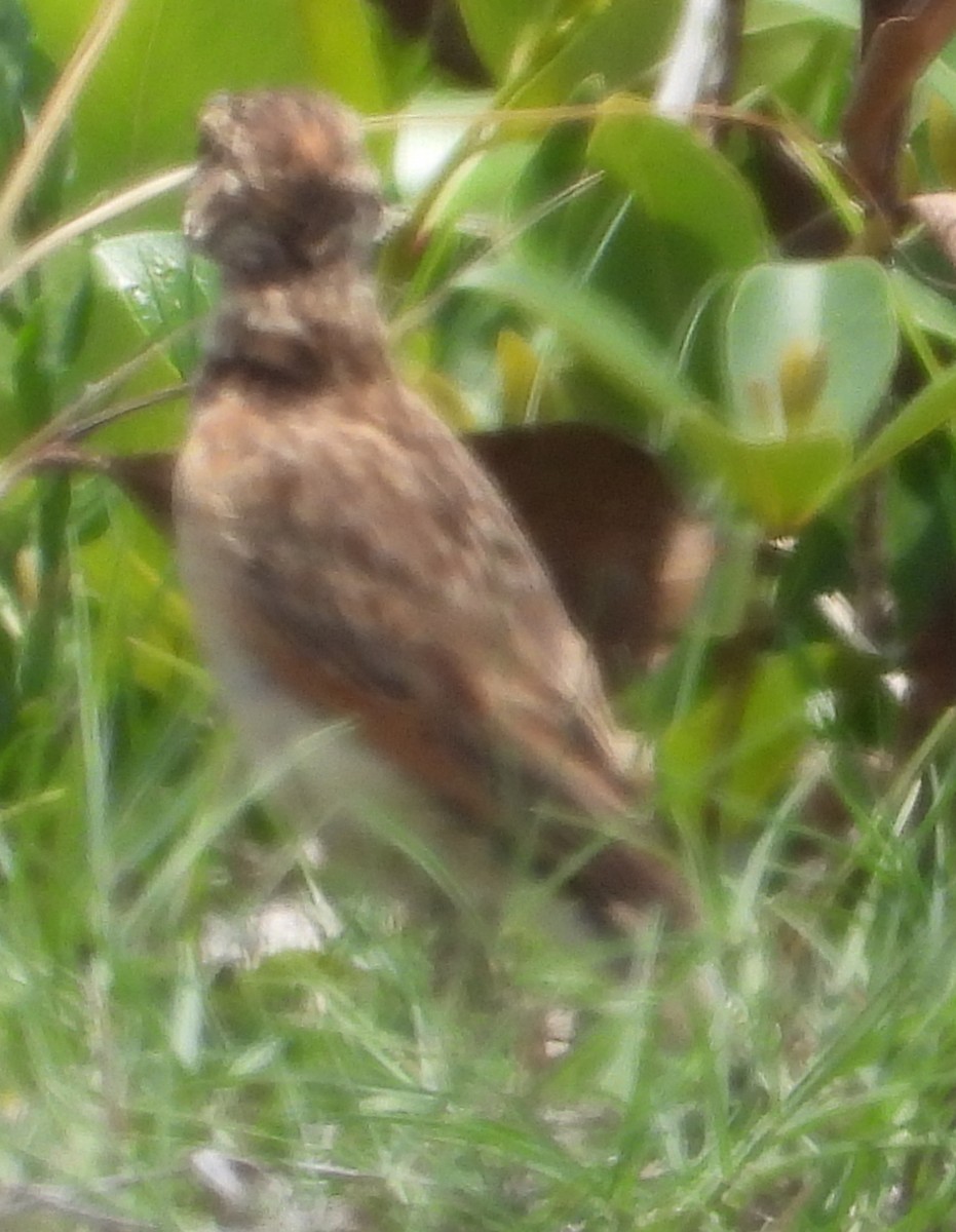 Rufous-naped Lark - ML627644568