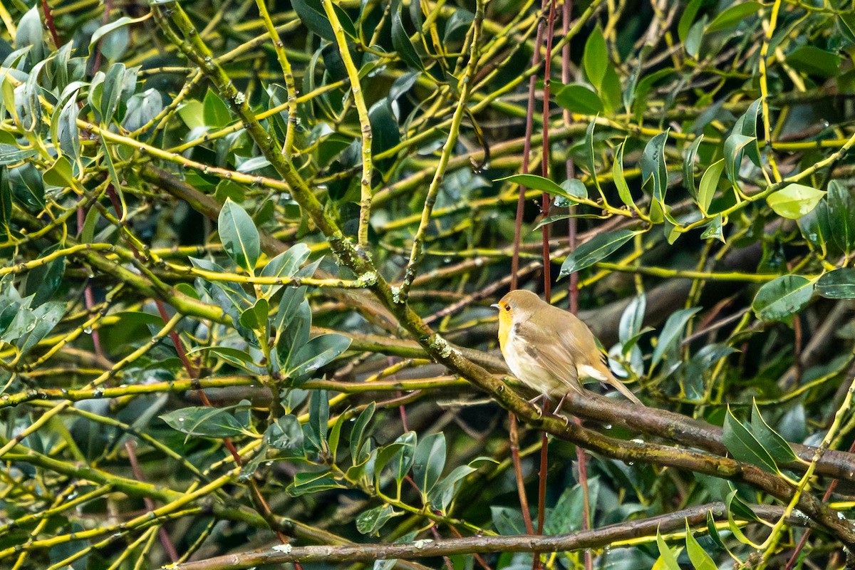 European Robin - ML627644696