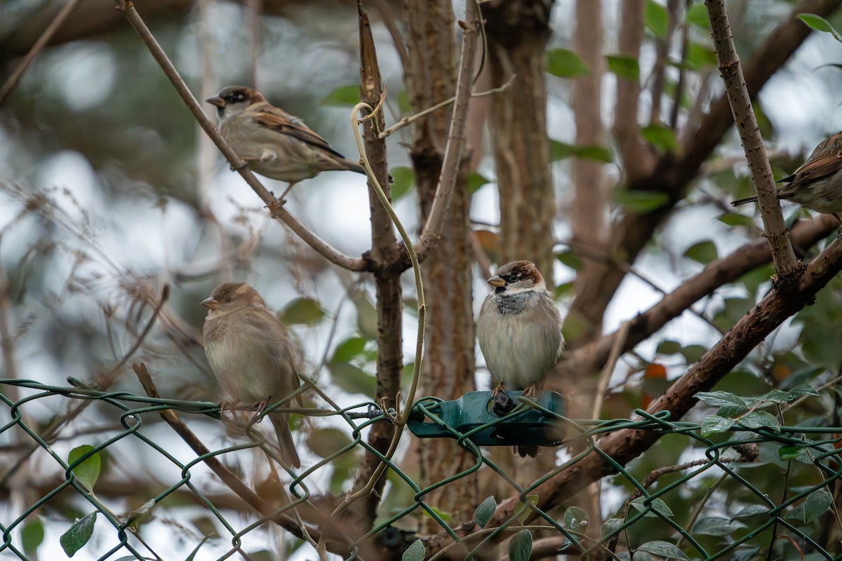 House Sparrow - ML627644746