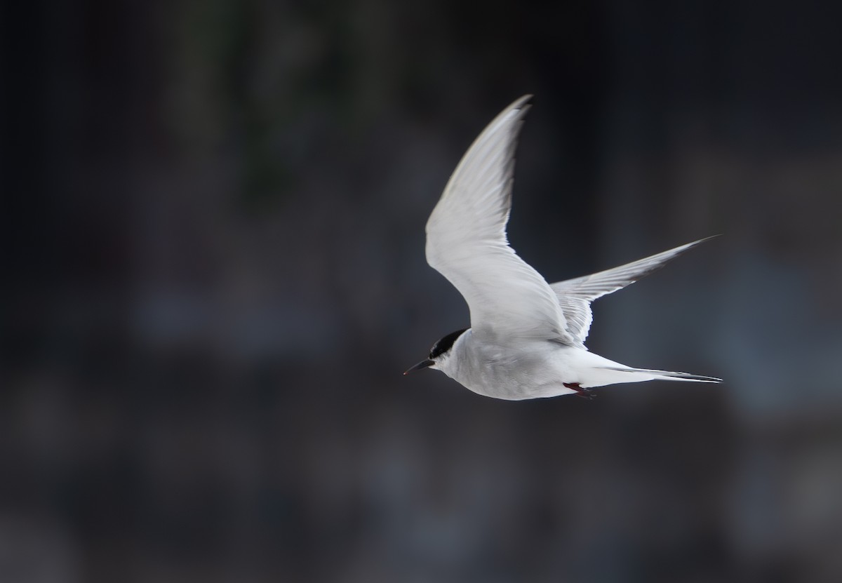 Arctic Tern - ML627644748