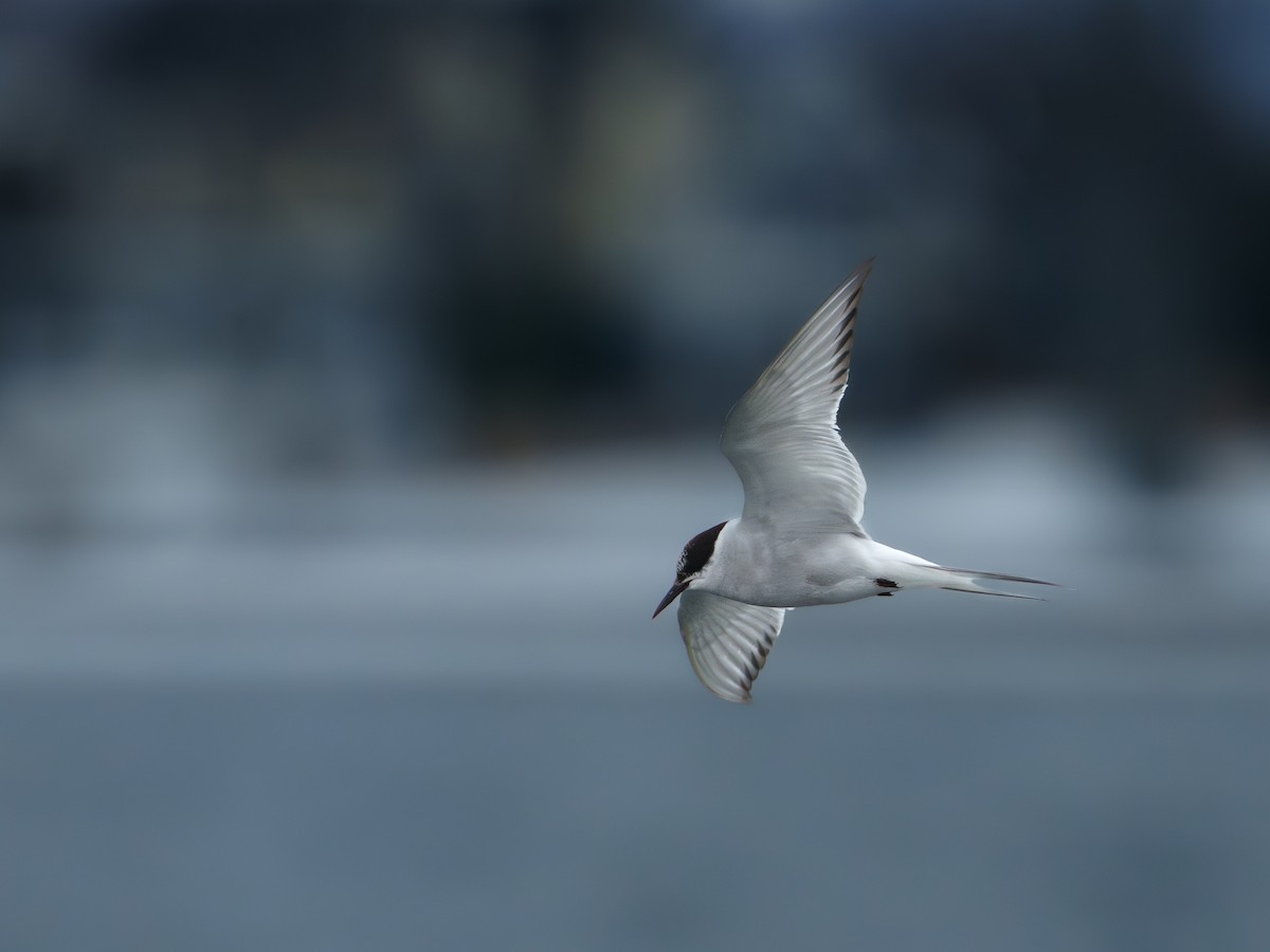 Arctic Tern - ML627644750