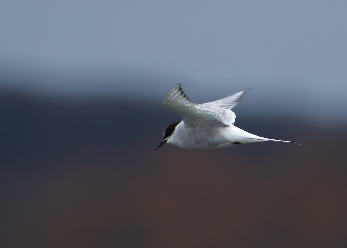 Arctic Tern - ML627644751