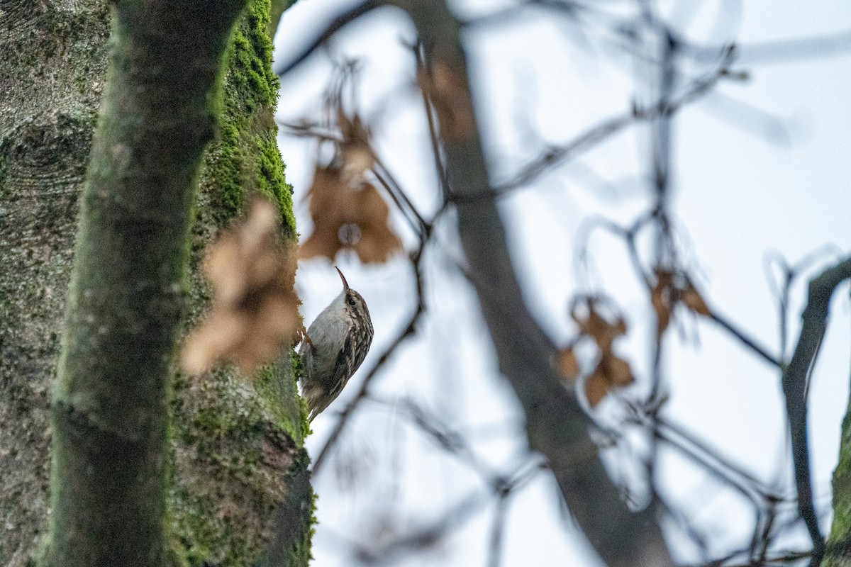 Short-toed Treecreeper - ML627644760