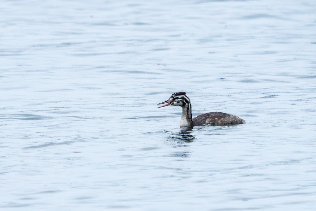 Great Crested Grebe - ML627644785