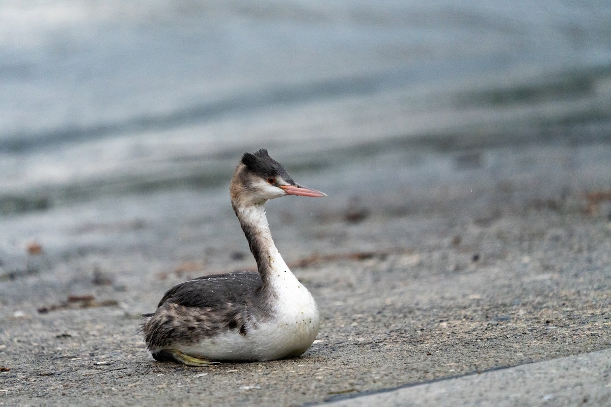 Great Crested Grebe - ML627644786