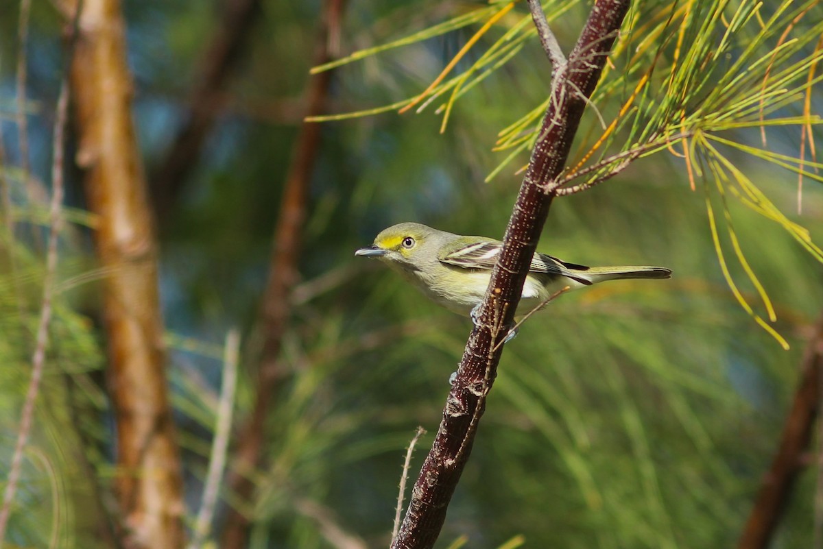 White-eyed Vireo - ML627644796