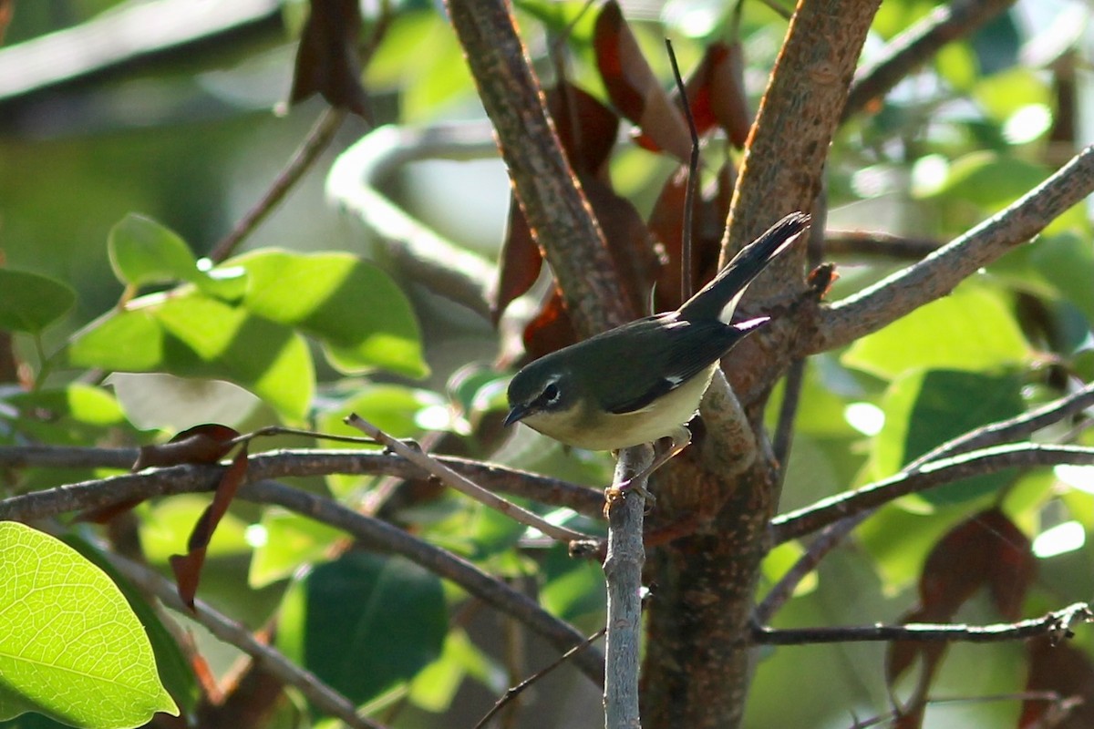 Black-throated Blue Warbler - ML627644797