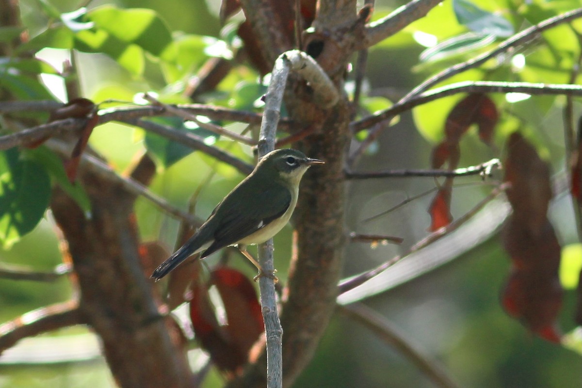 Black-throated Blue Warbler - ML627644799