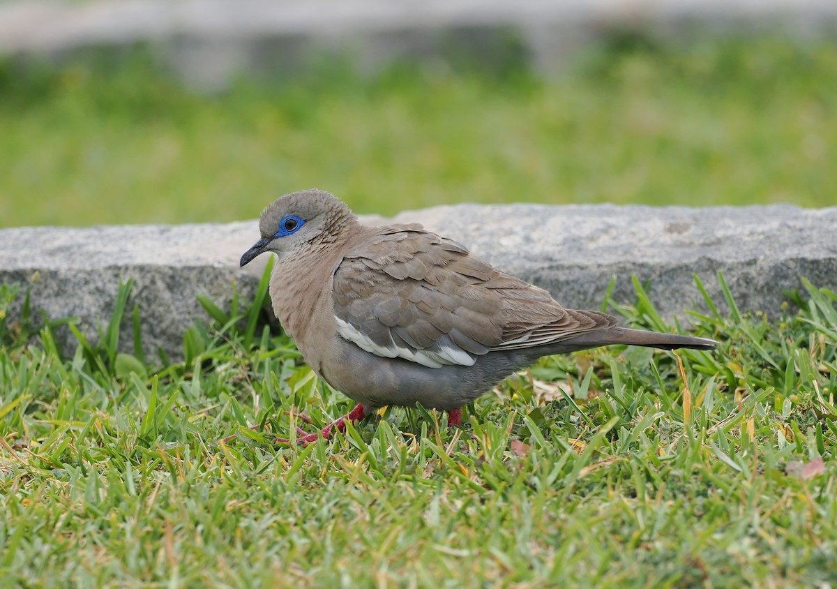 West Peruvian Dove - ML627644828