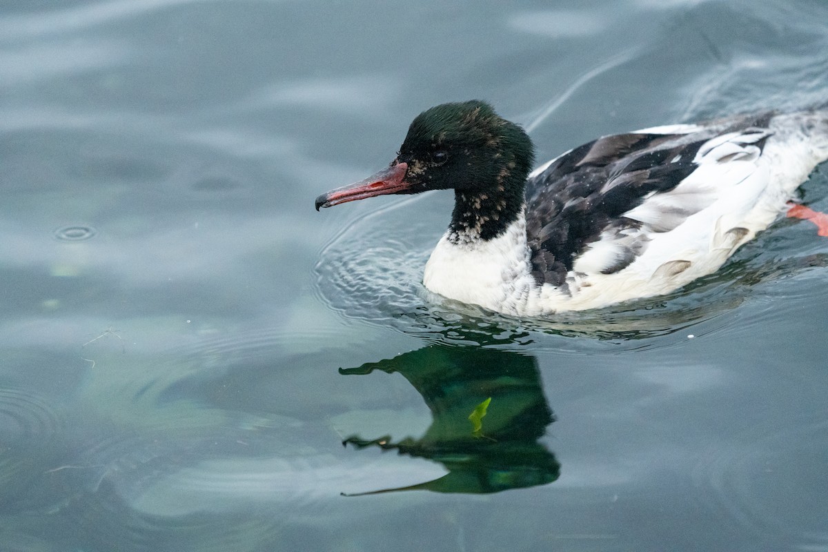 Common Merganser - ML627644831