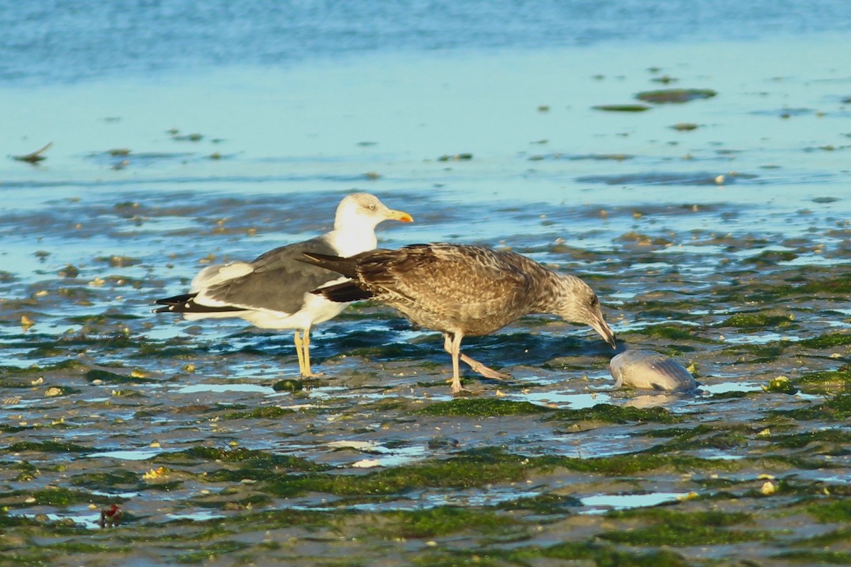 American Herring Gull - ML627644834