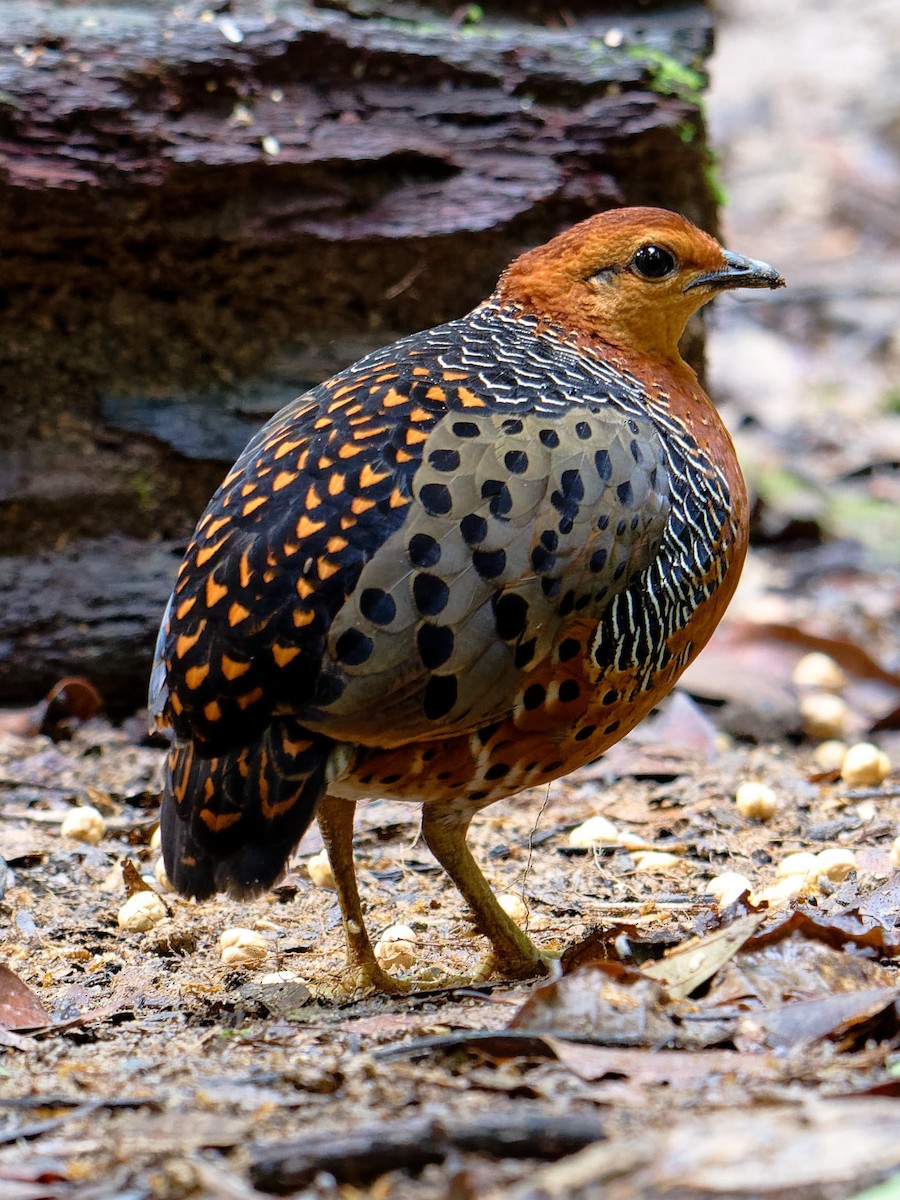 Ferruginous Partridge - ML627644835
