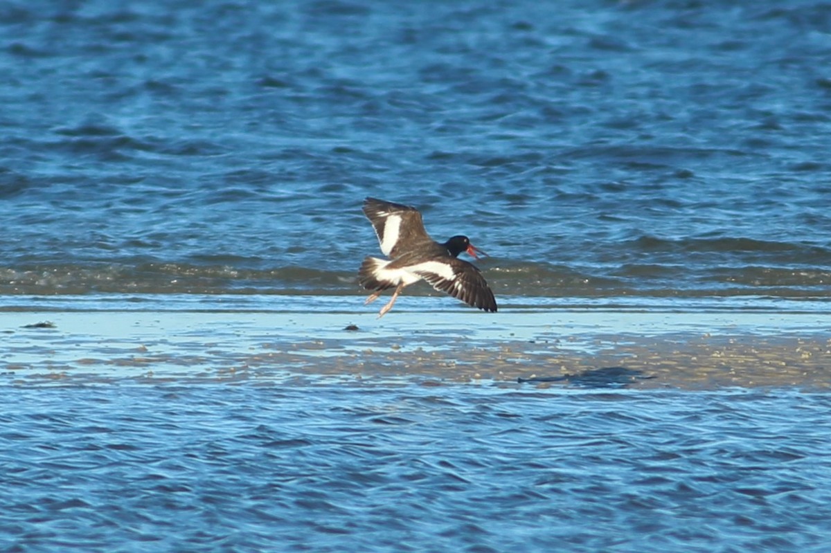 American Oystercatcher - ML627644838