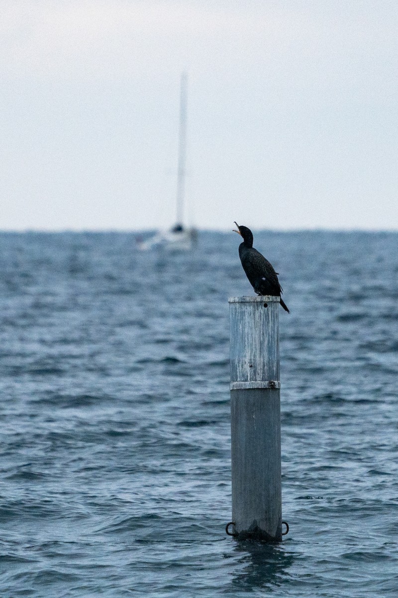 Great Cormorant - ML627644839