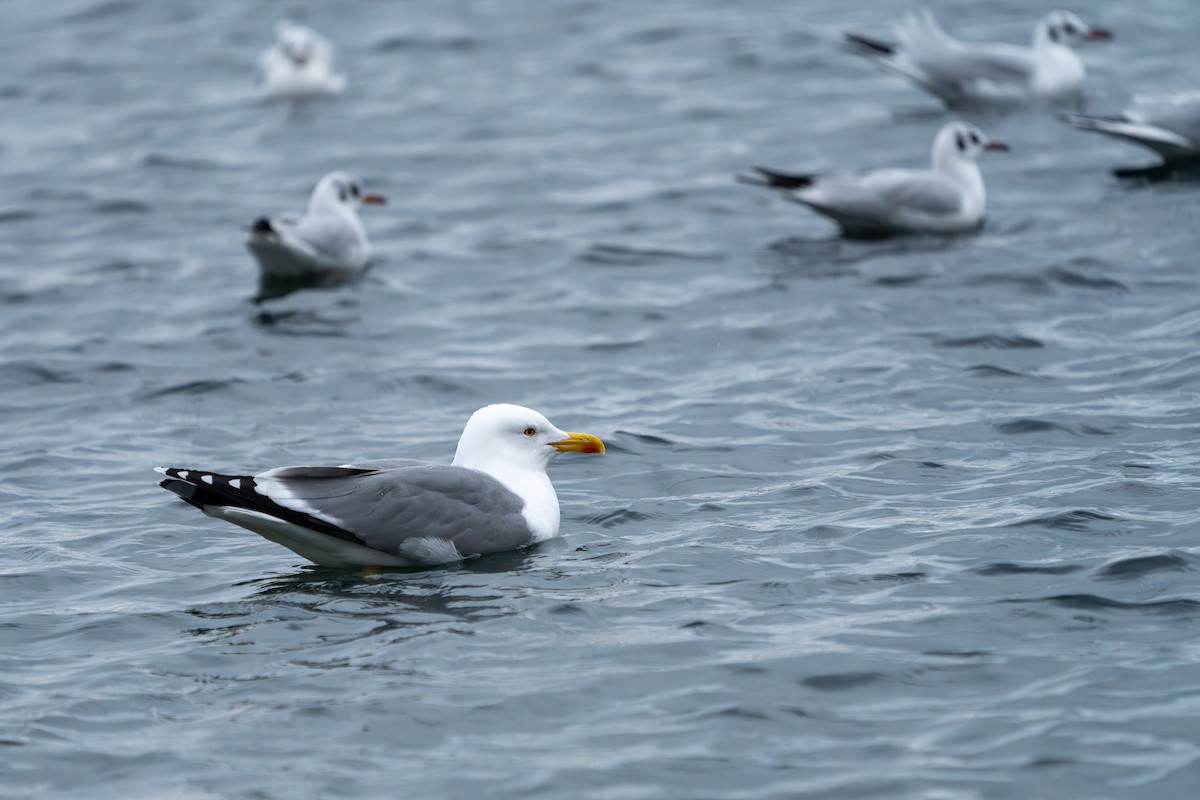 Yellow-legged Gull - ML627644851