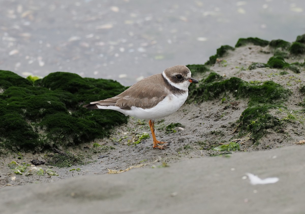 Semipalmated Plover - ML627644862