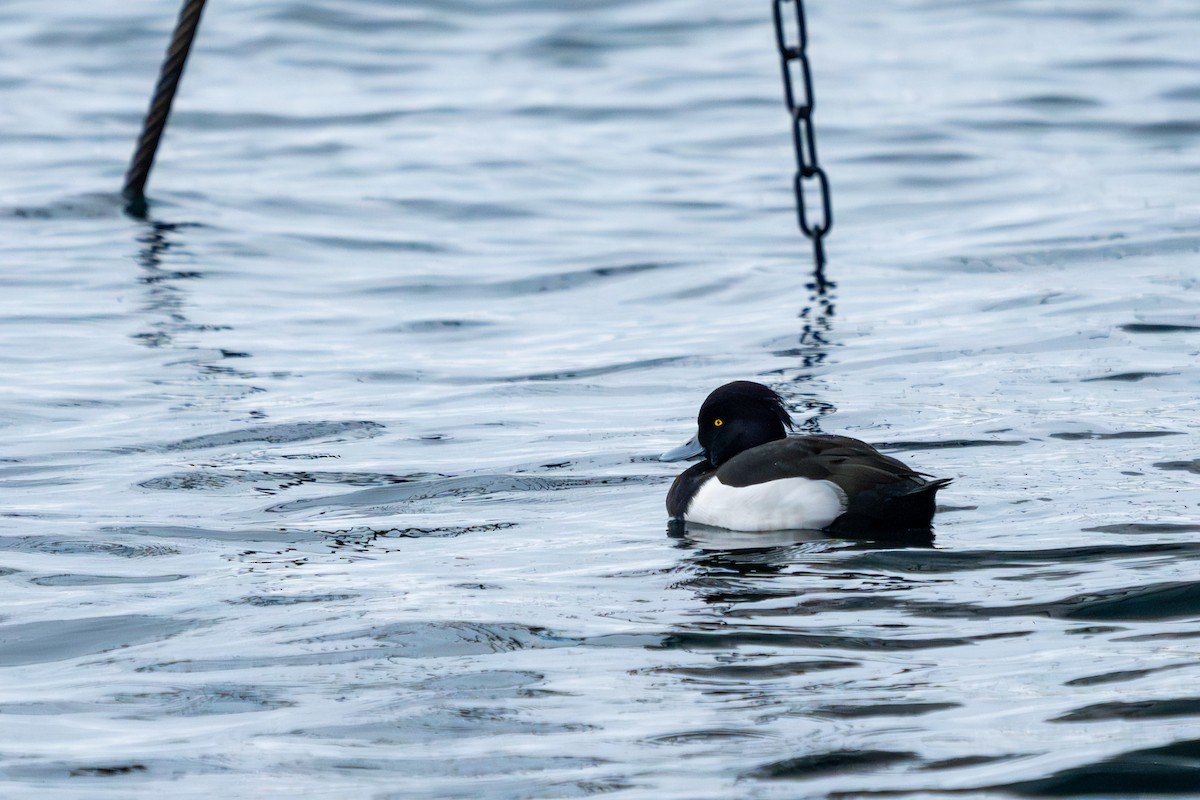 Tufted Duck - ML627644867