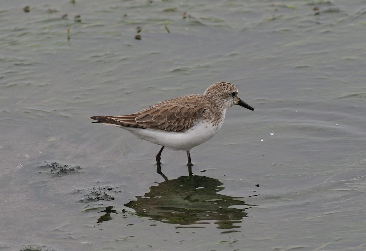 Semipalmated Sandpiper - ML627644869