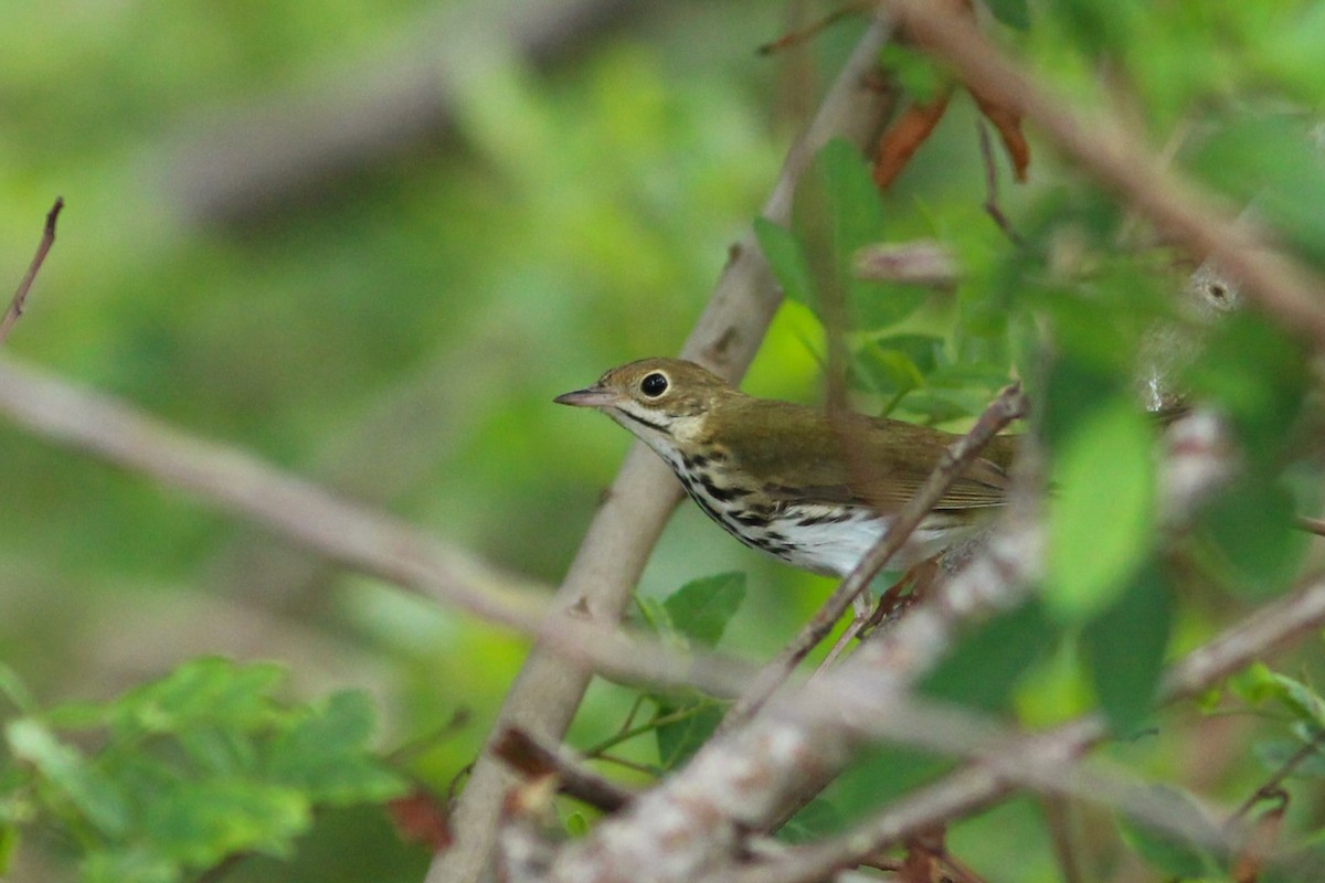 Ovenbird - ML627644874