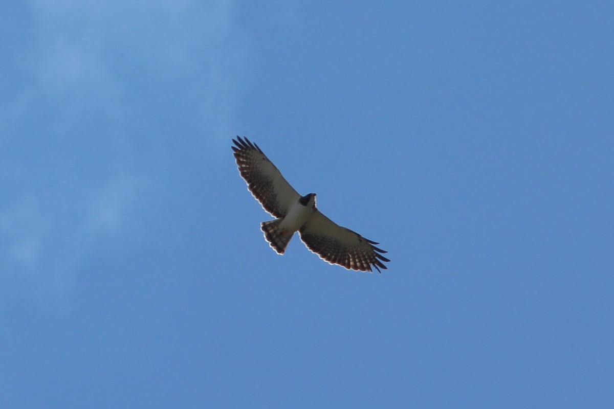 Short-tailed Hawk - ML627644882