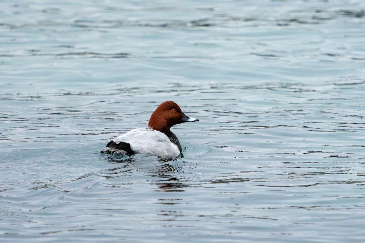 Common Pochard - ML627644883