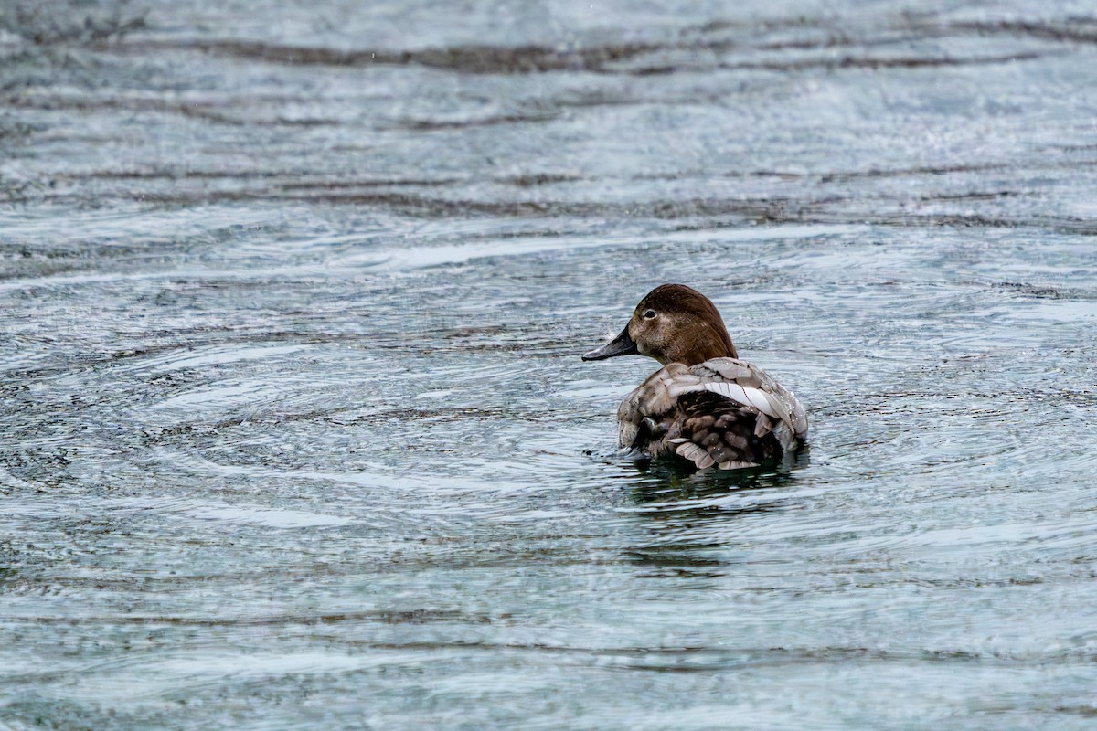 Common Pochard - ML627644884