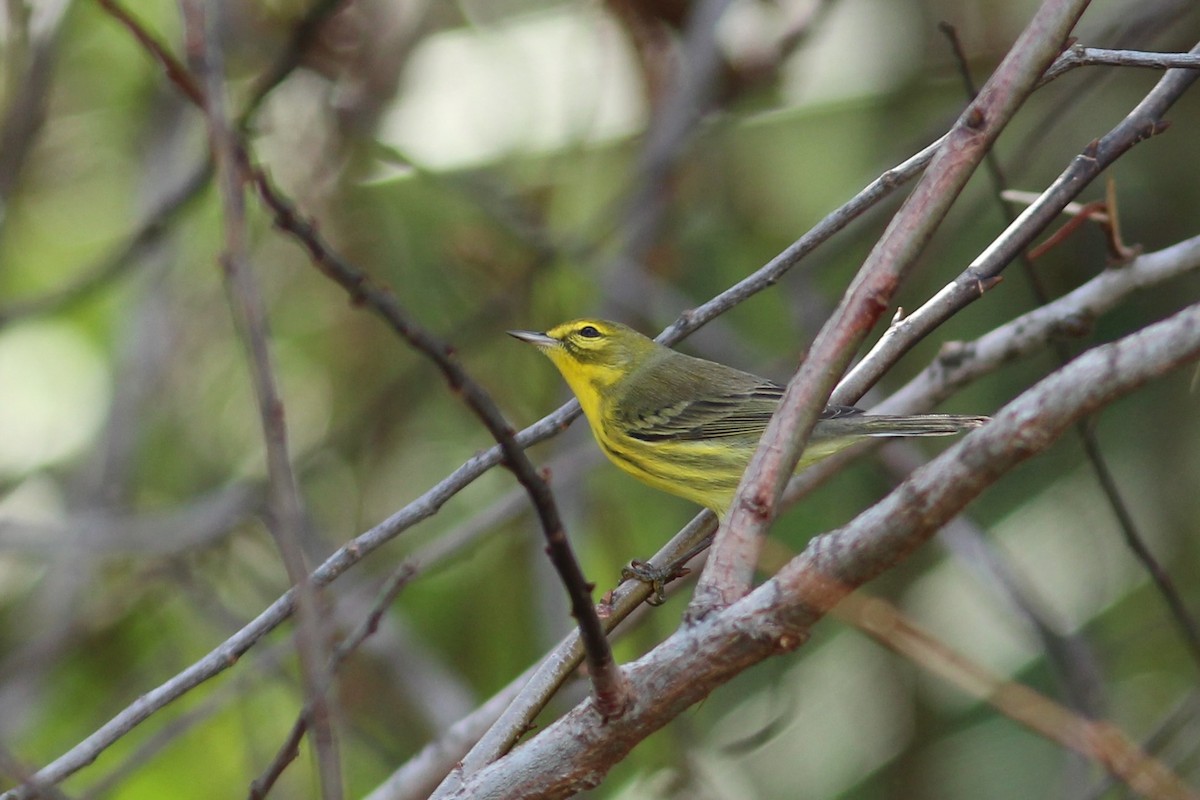 Prairie Warbler - ML627644890