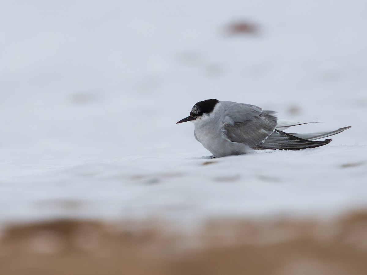 Arctic Tern - ML627644892