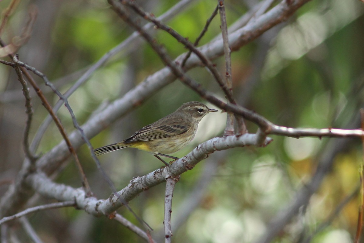 Palm Warbler (Western) - ML627644893