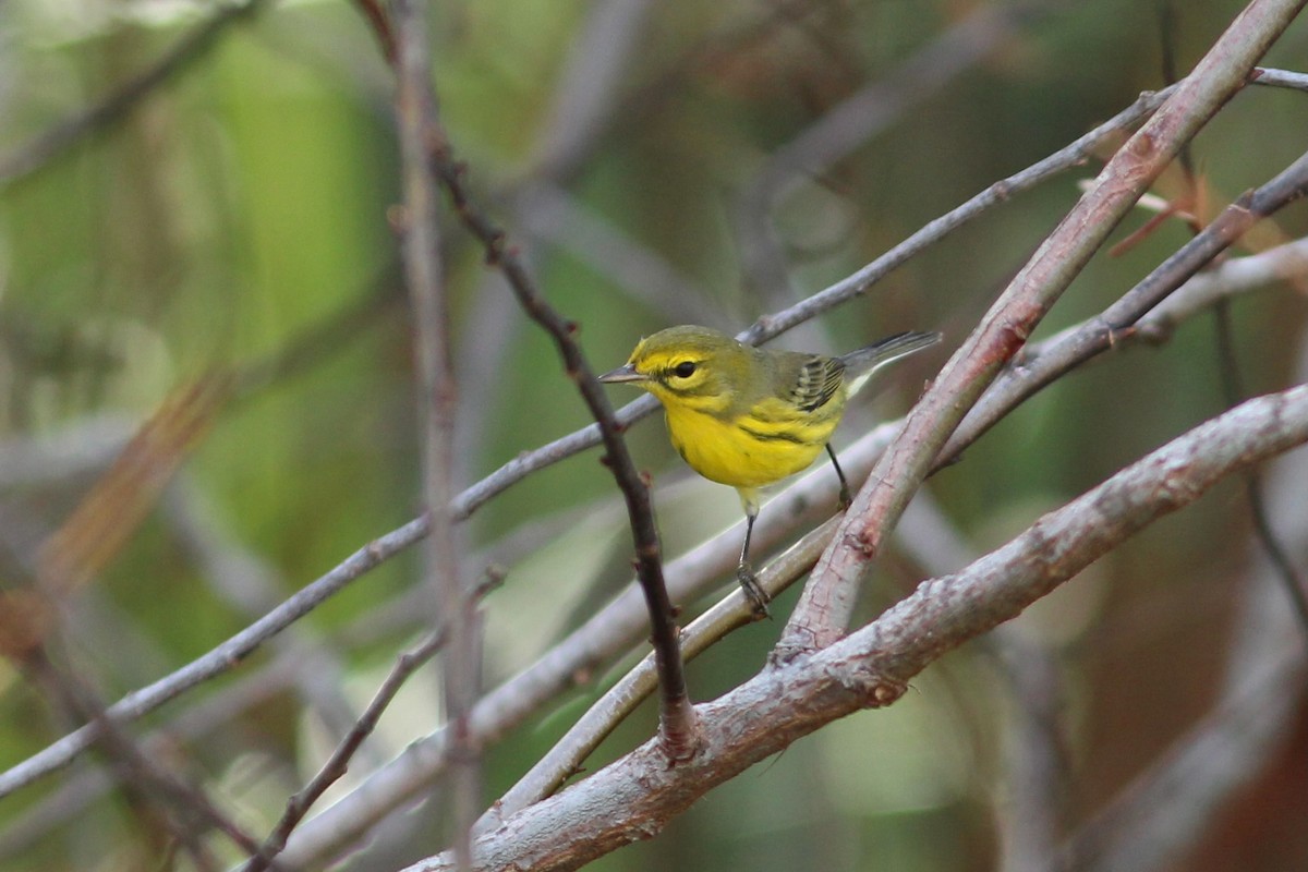 Prairie Warbler - ML627644896