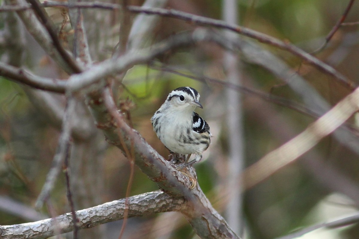 Black-and-white Warbler - ML627644900