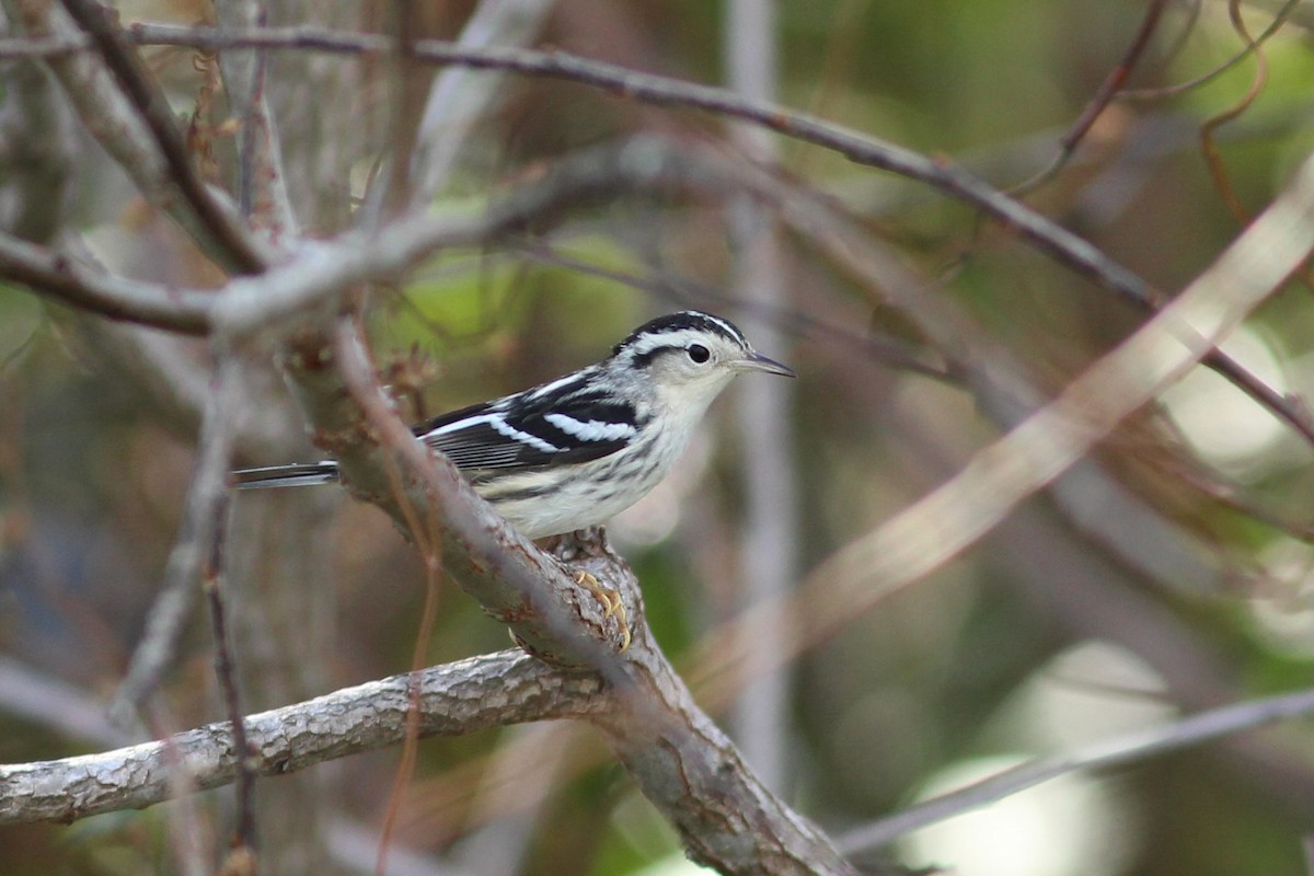 Black-and-white Warbler - ML627644901