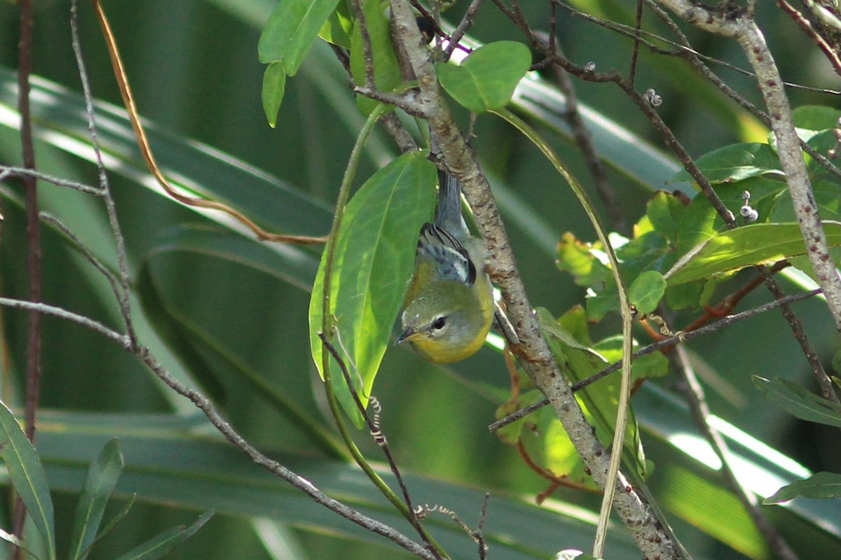 Northern Parula - ML627644904